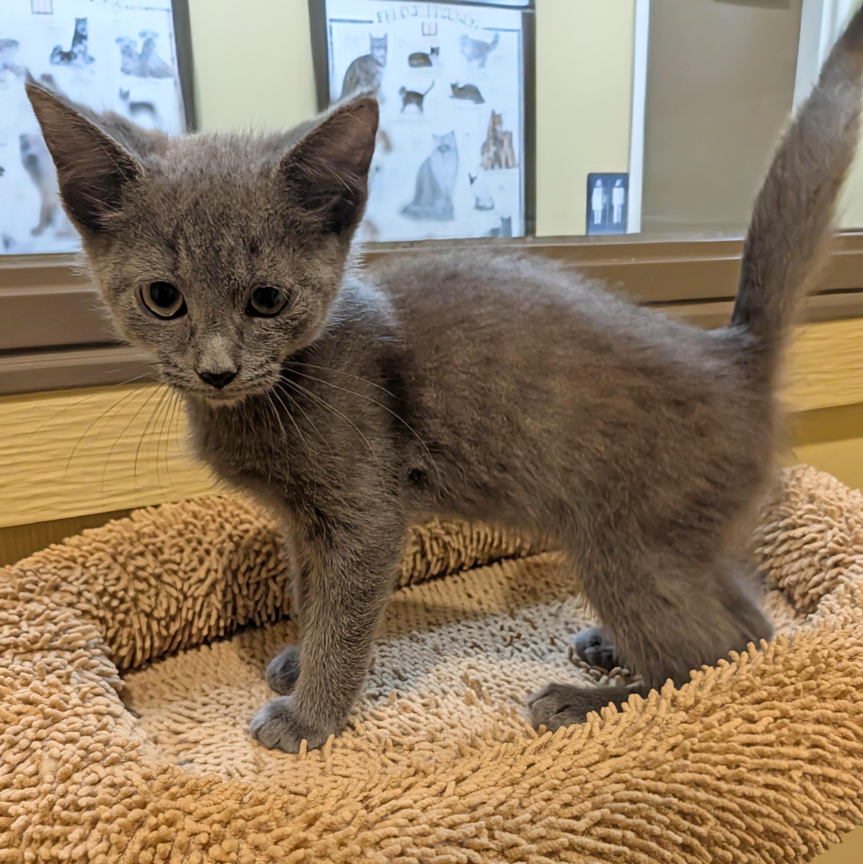 Enlarge Arthur, a Adoptable Domestic Short Hair in Accident, MD image 3/4