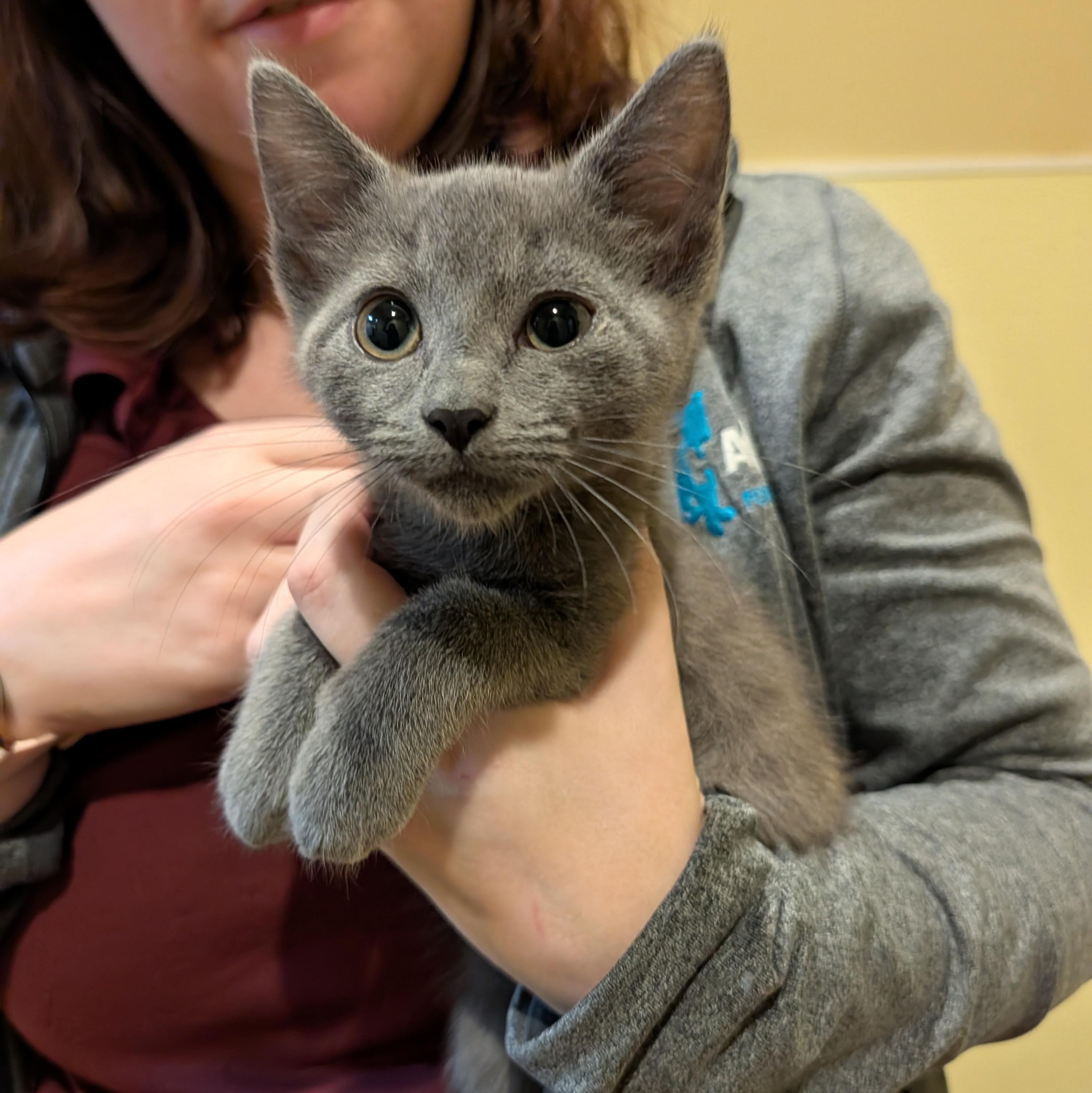 Enlarge Arthur, a Adoptable Domestic Short Hair in Accident, MD image 1/4