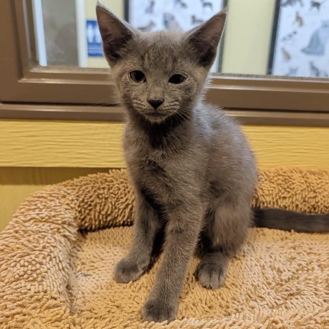 Enlarge Arthur, a Adoptable Domestic Short Hair in Accident, MD image 4/4