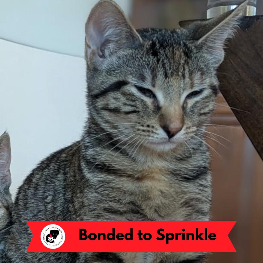 Caramel, Adoptable, Kitten Female Domestic Short Hair.