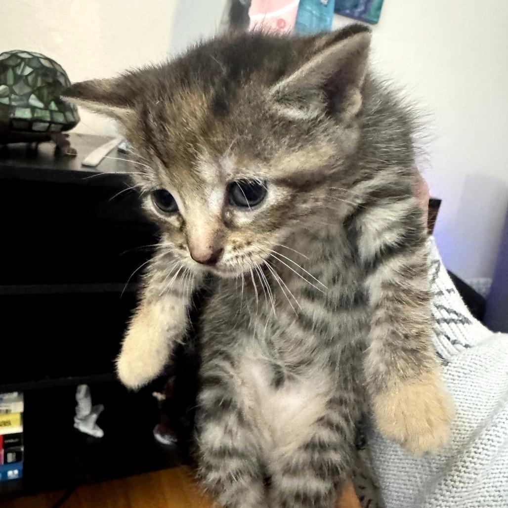 Caramel, a Adoptable Domestic Short Hair in Skokie, IL image 2/6