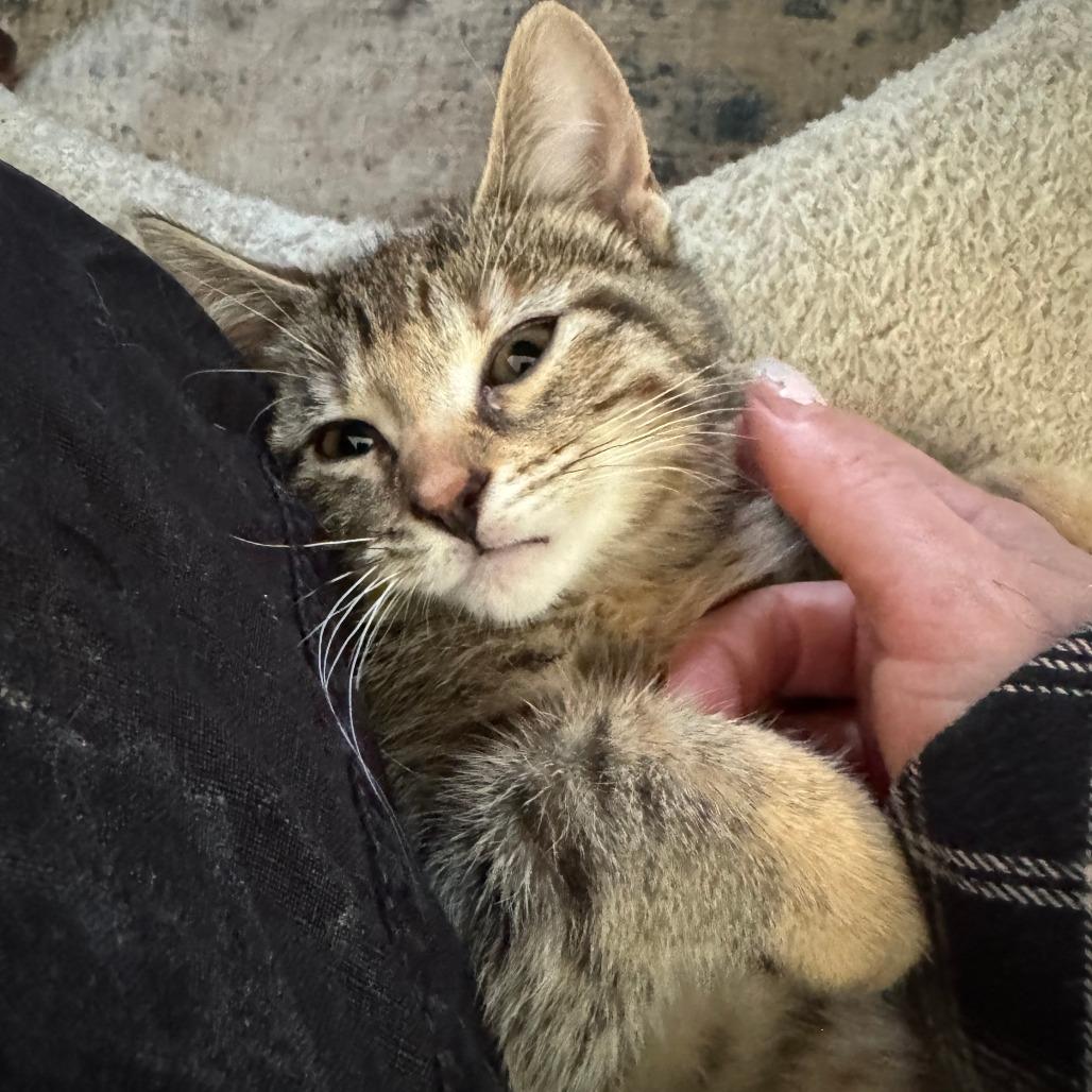 Caramel, a Adoptable Domestic Short Hair in Skokie, IL image 3/6