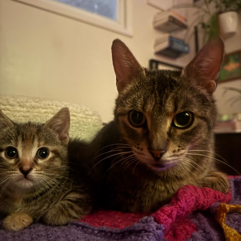 Caramel, a Adoptable Domestic Short Hair in Skokie, IL image 5/6