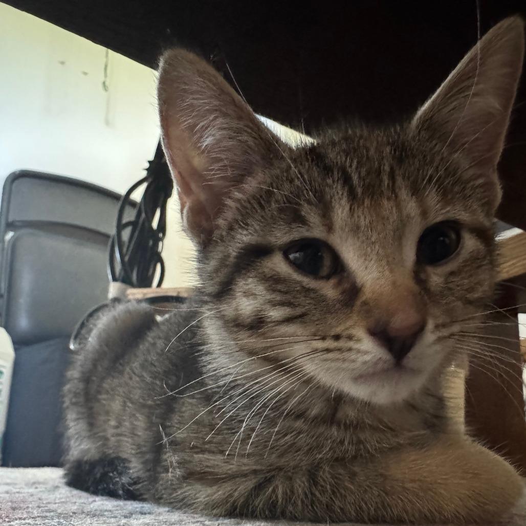 Caramel, a Adoptable Domestic Short Hair in Skokie, IL image 6/6