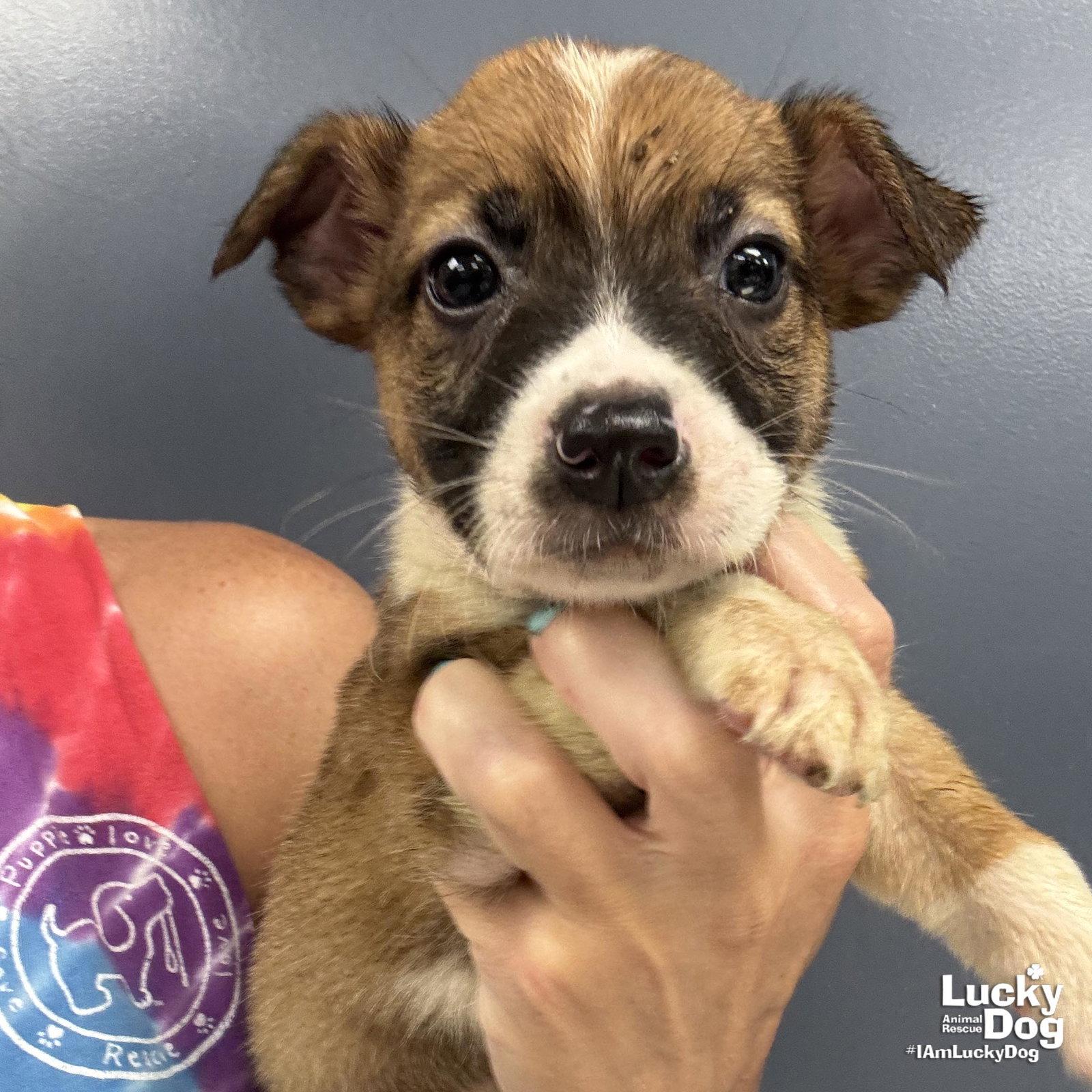 Corn, Adopted, Puppy Male Shepherd & Terrier.