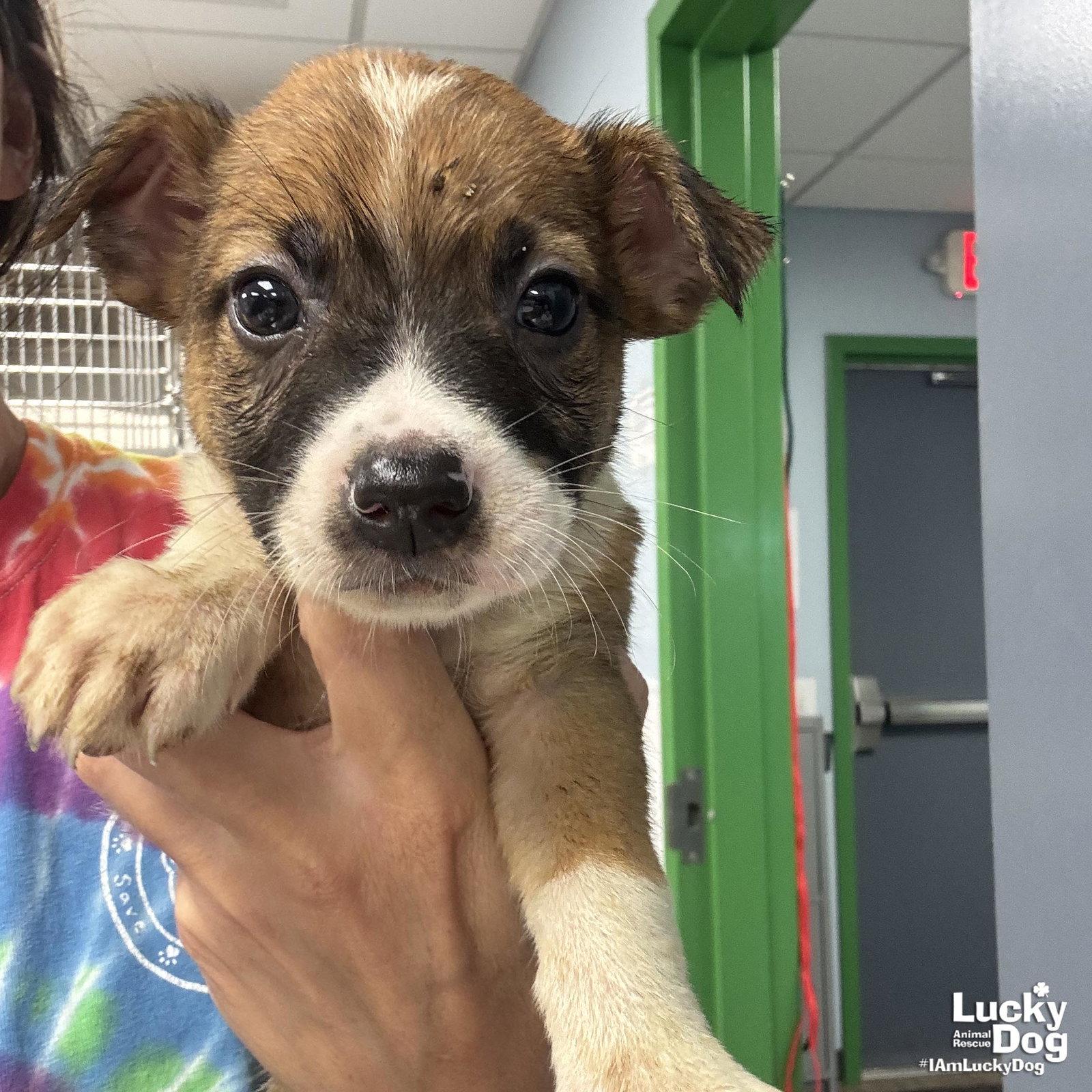 Corn, a Adopted mixed breed in Washington, DC image 2/3