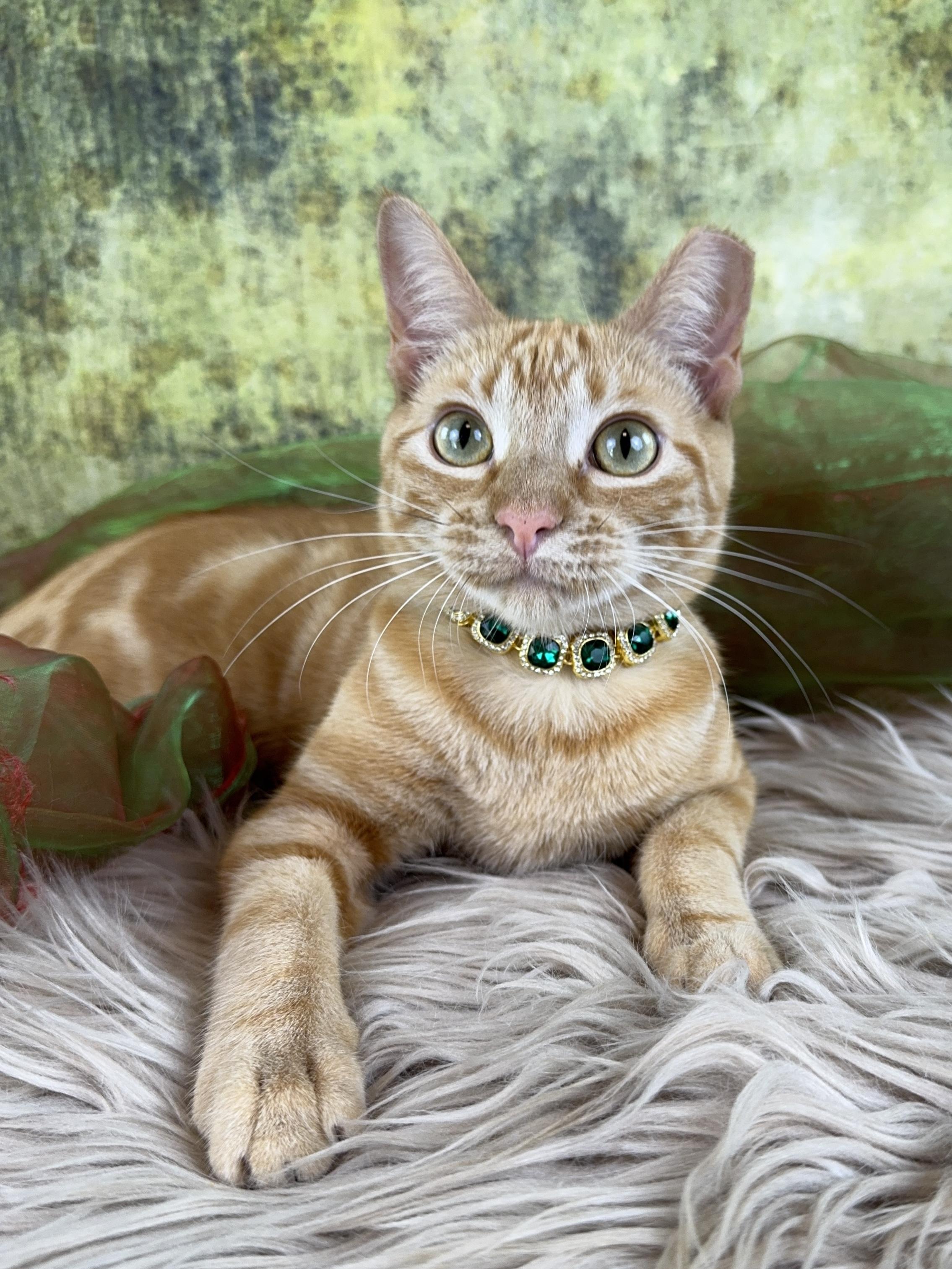 Enlarge Peeta, a ADOPTABLE Tabby in Houston, TX image 2/6
