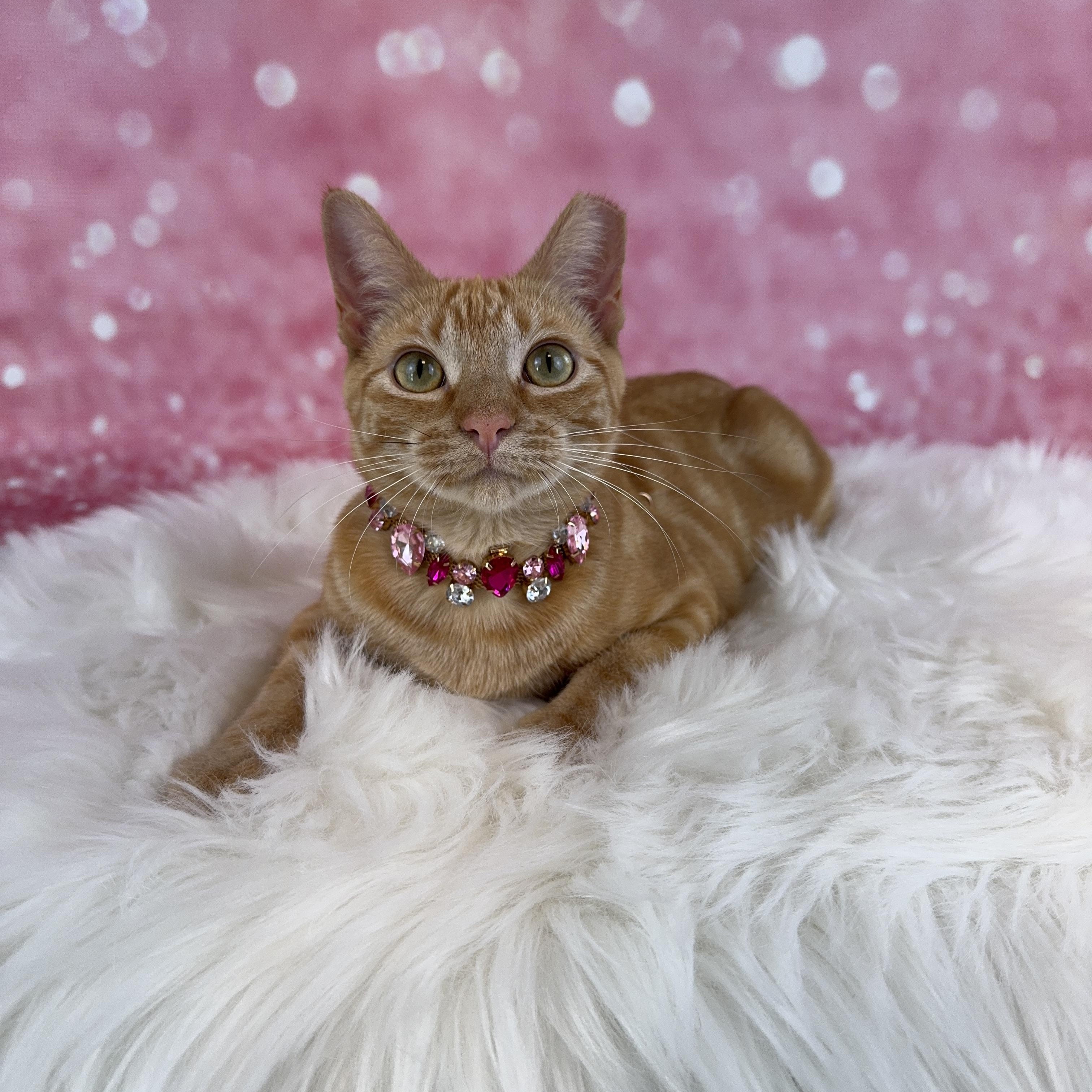 Enlarge Peeta, a ADOPTABLE Tabby in Houston, TX image 4/6