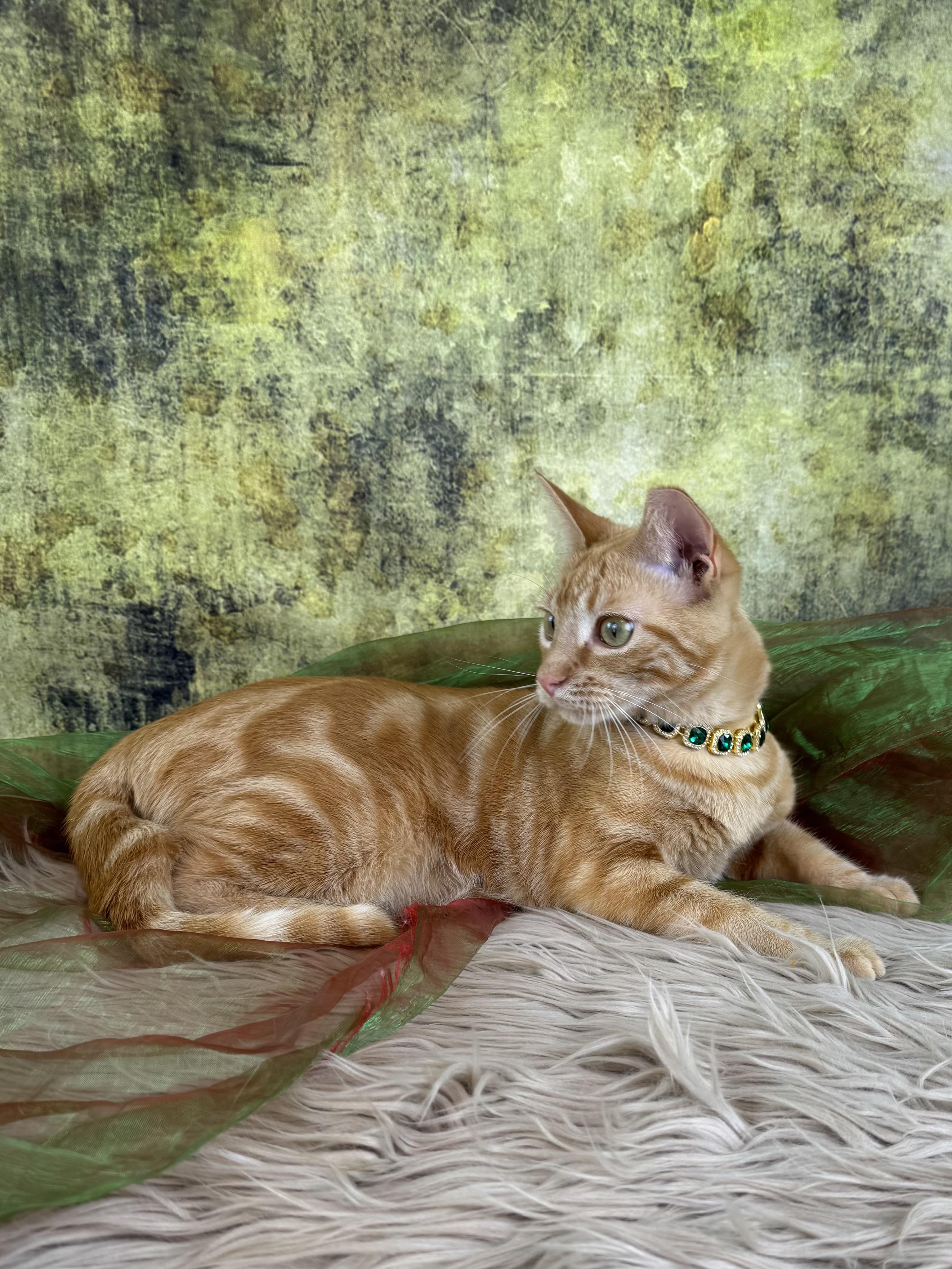 Enlarge Peeta, a ADOPTABLE Tabby in Houston, TX image 6/6