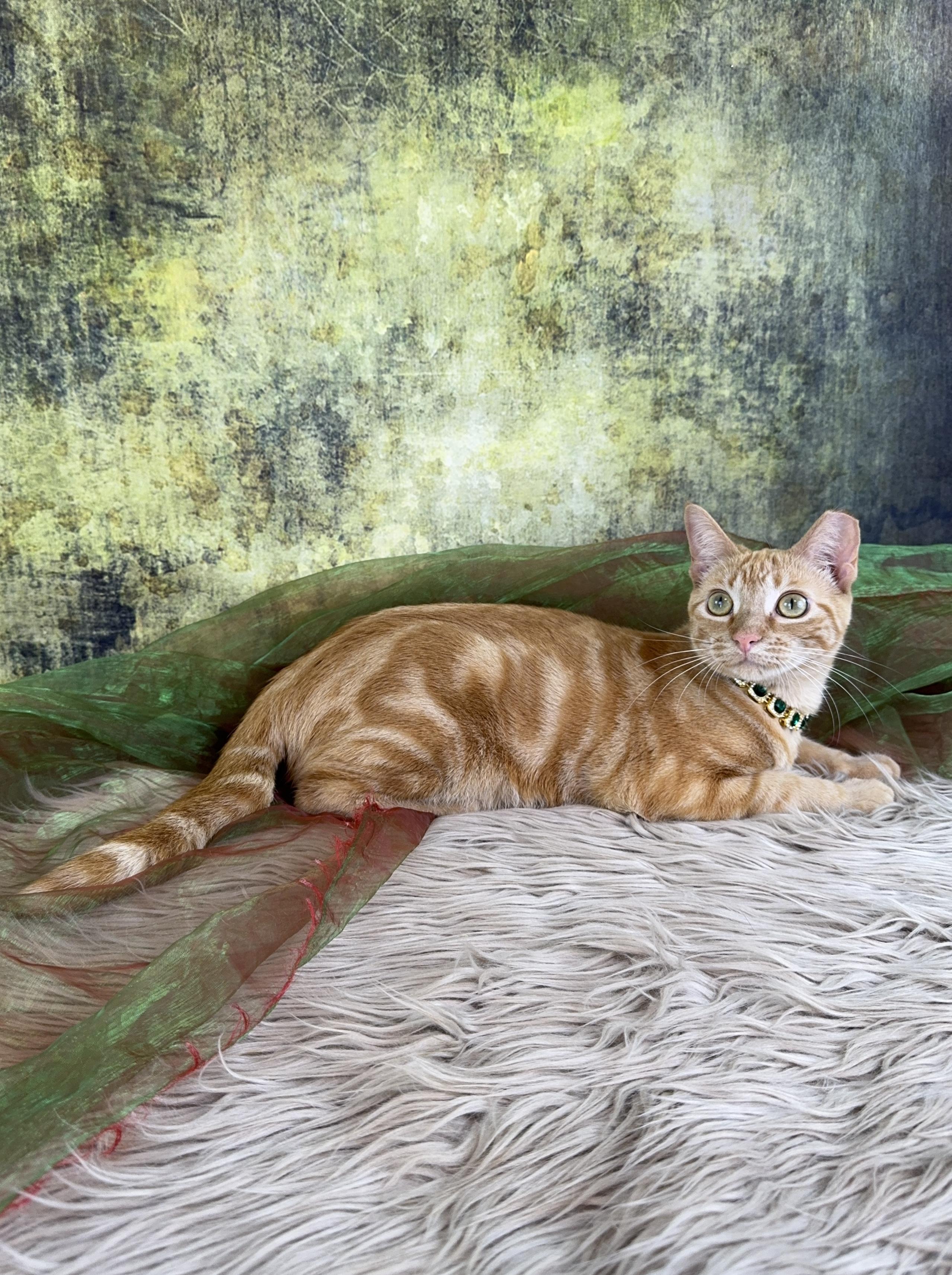 Enlarge Peeta, a ADOPTABLE Tabby in Houston, TX image 5/6