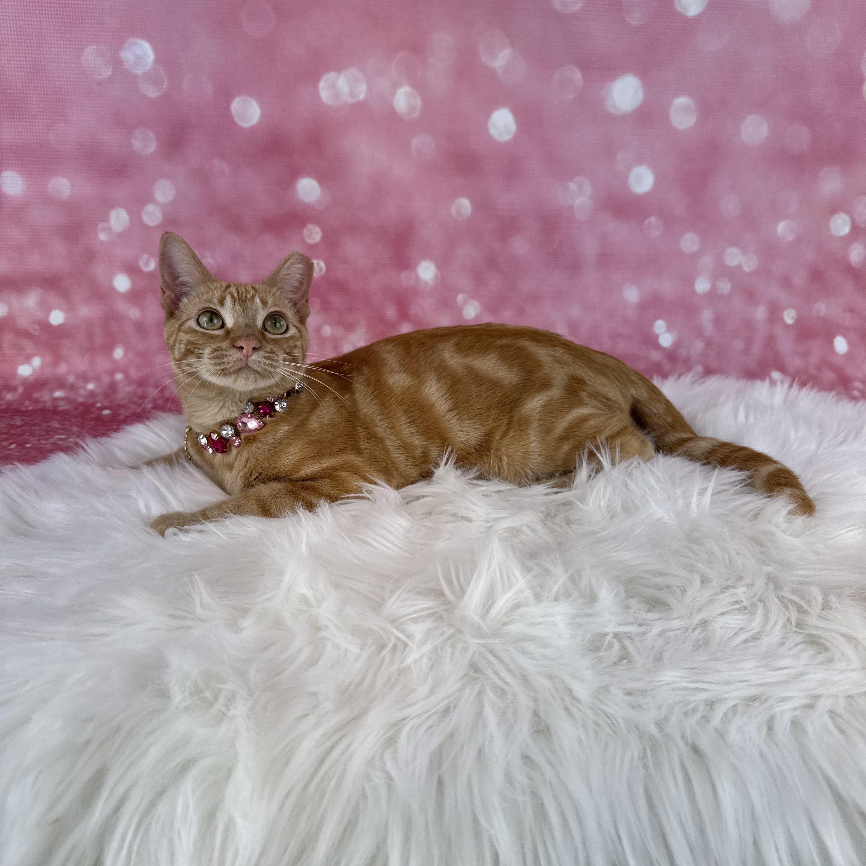 Enlarge Peeta, a ADOPTABLE Tabby in Houston, TX image 3/6