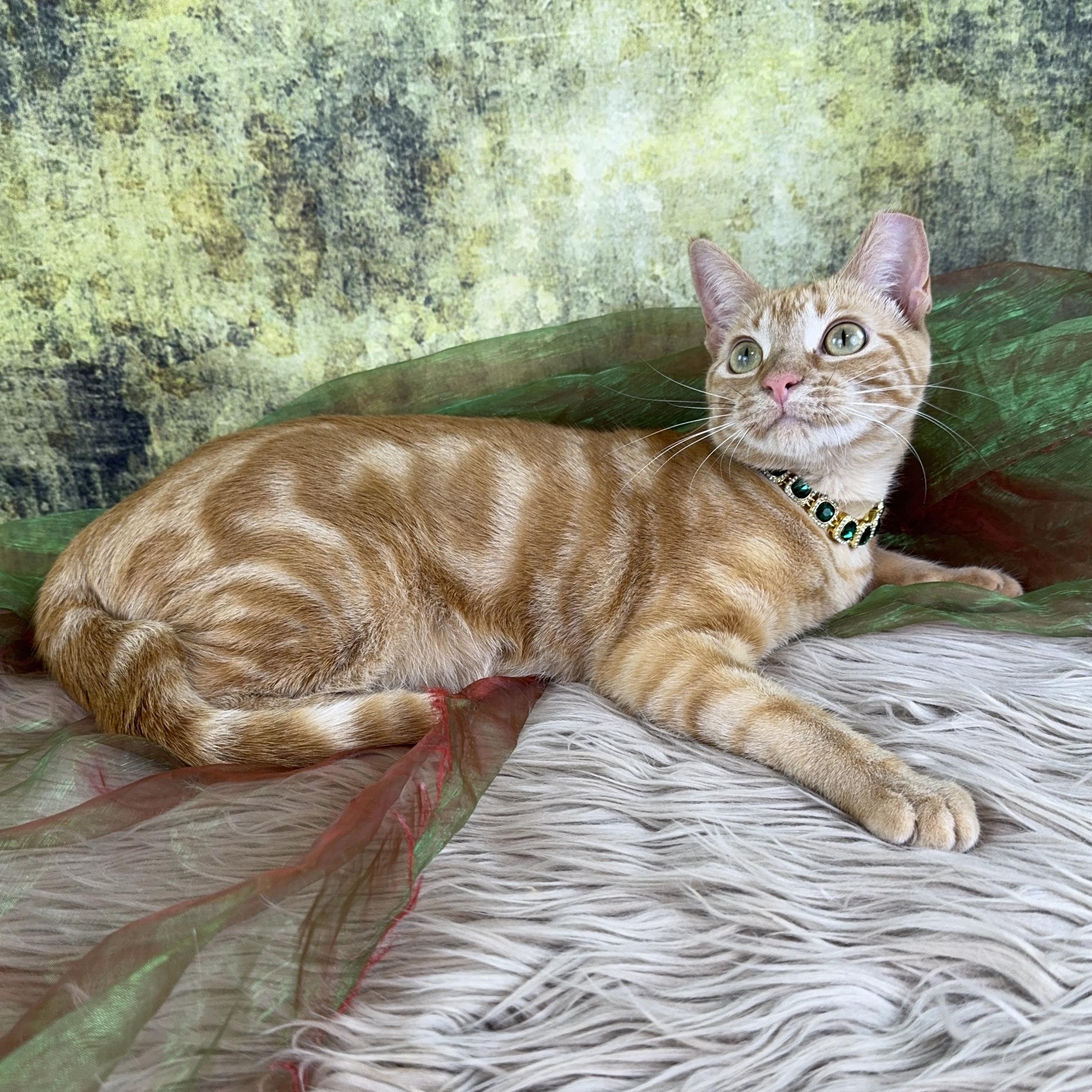 Peeta, ADOPTABLE, Young Female Tabby.