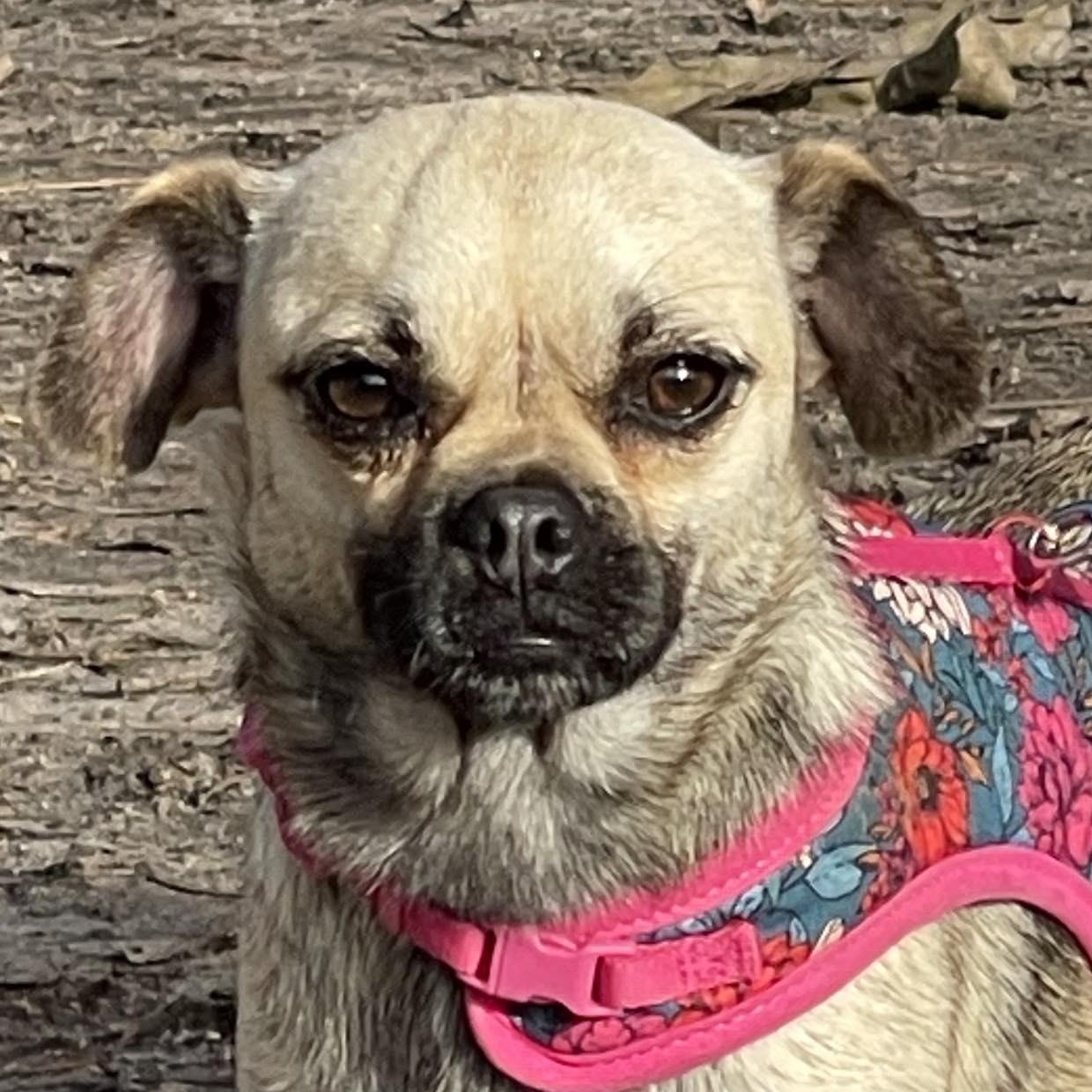 ANAHI 3 years 15 pounds, ADOPTABLE, Adult Female Pug & Shiba Inu.