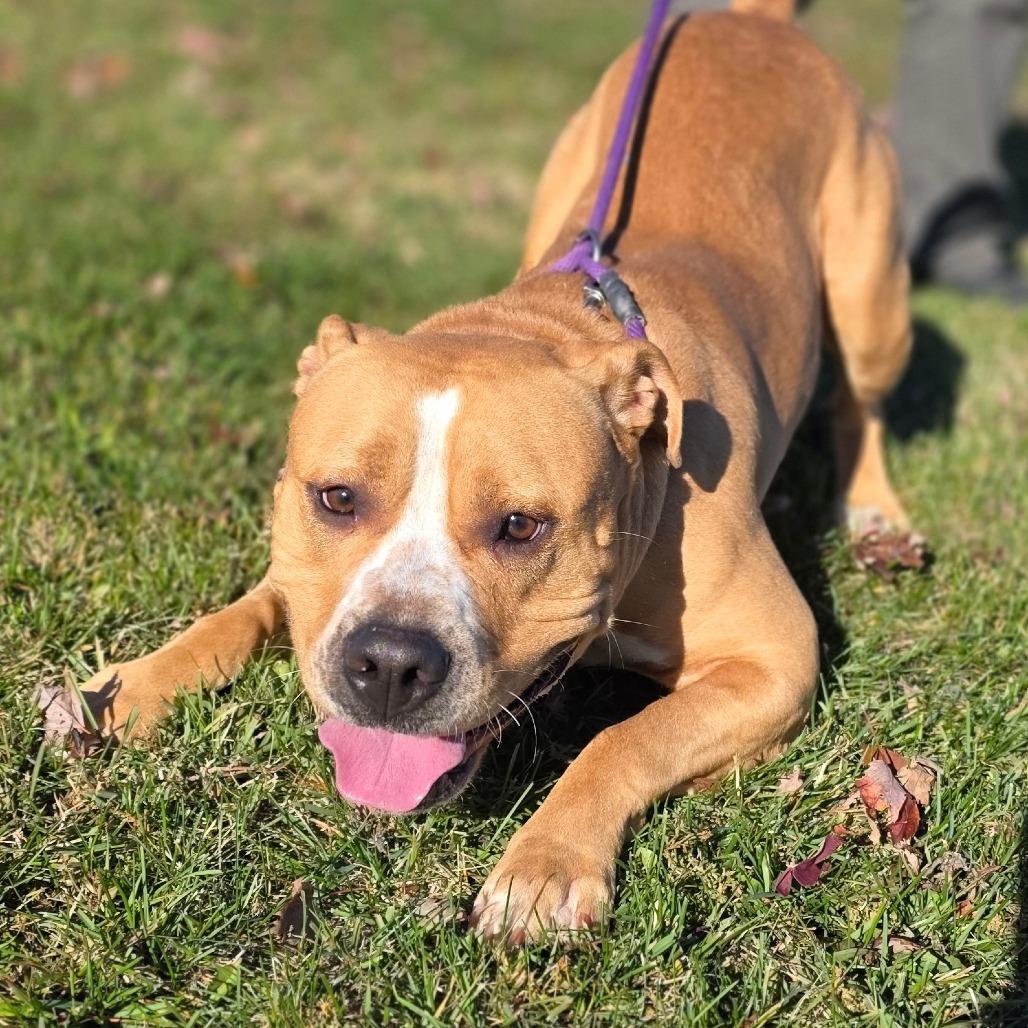 Enlarge Casper, a Adoptable Mixed Breed in Marysville, OH image 1/2