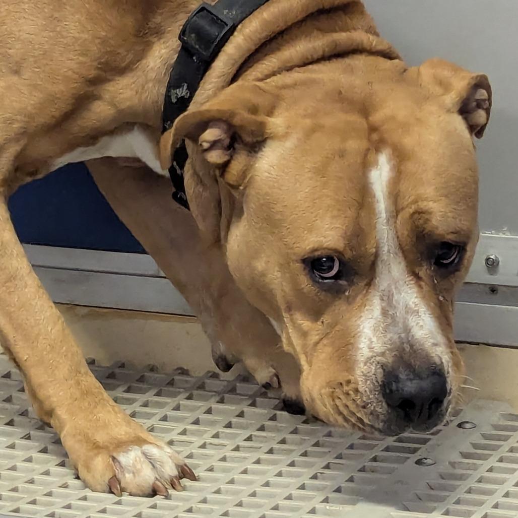 Enlarge Casper, a Adoptable Mixed Breed in Marysville, OH image 2/2