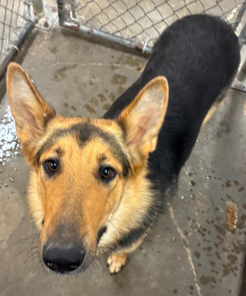 Lou Lou, Adoptable, Young Female German Shepherd Dog & Border Collie.