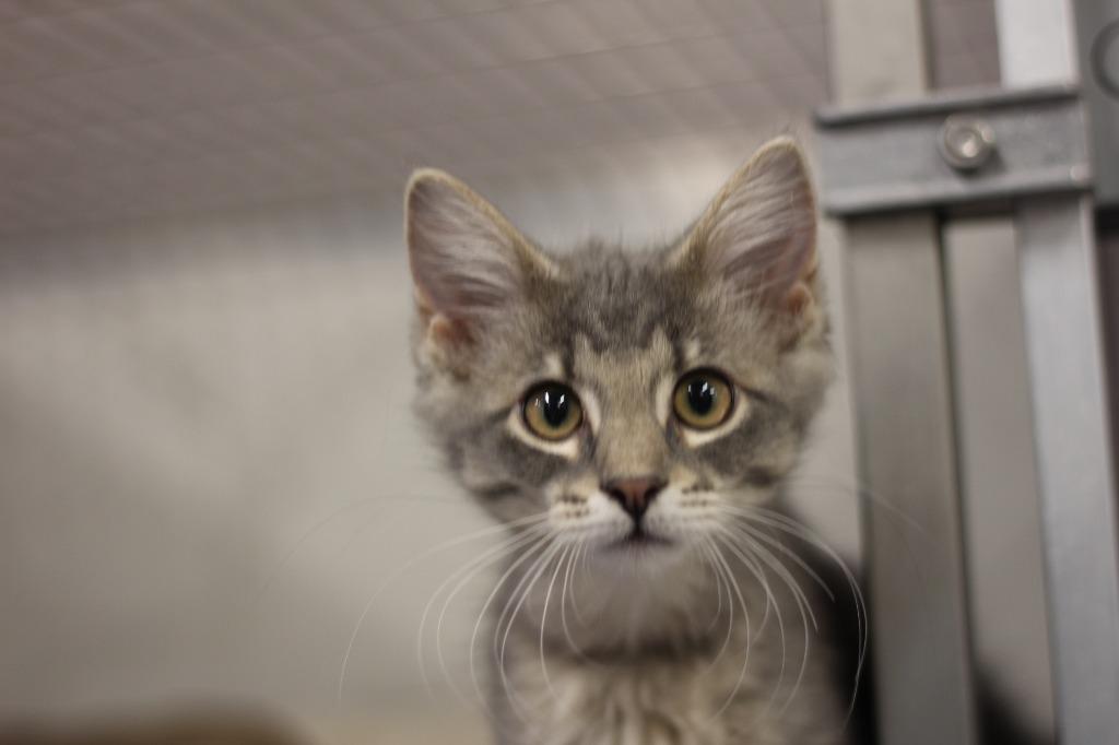 Enlarge Timo, a Adopted mixed breed in Rockford, IL image 1/6