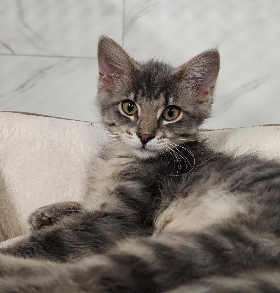 Enlarge Timo, a Adopted mixed breed in Rockford, IL image 5/6