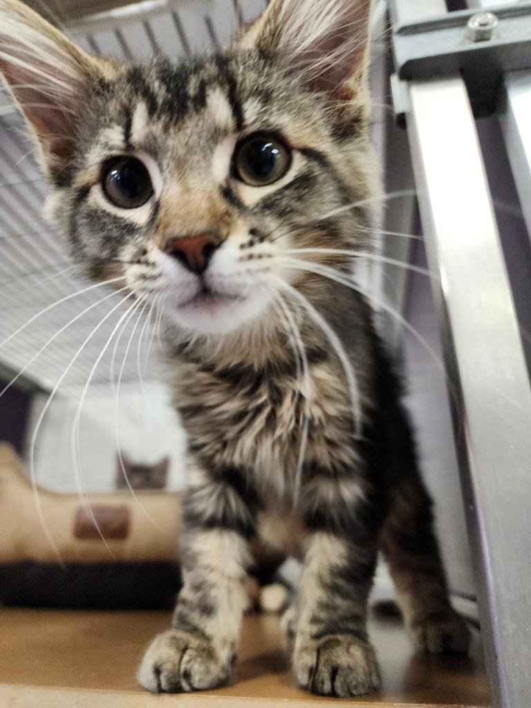 Enlarge Timo, a Adopted mixed breed in Rockford, IL image 6/6