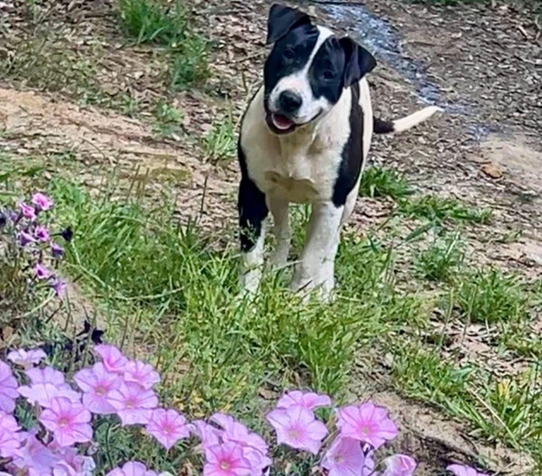 Sister , ADOPTABLE, Puppy Female Pit Bull Terrier.