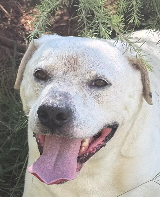 Enlarge Milo, a Adoptable mixed breed in Carrollton, GA image 1/3