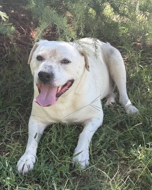 Enlarge Milo, a Adoptable mixed breed in Carrollton, GA image 2/3