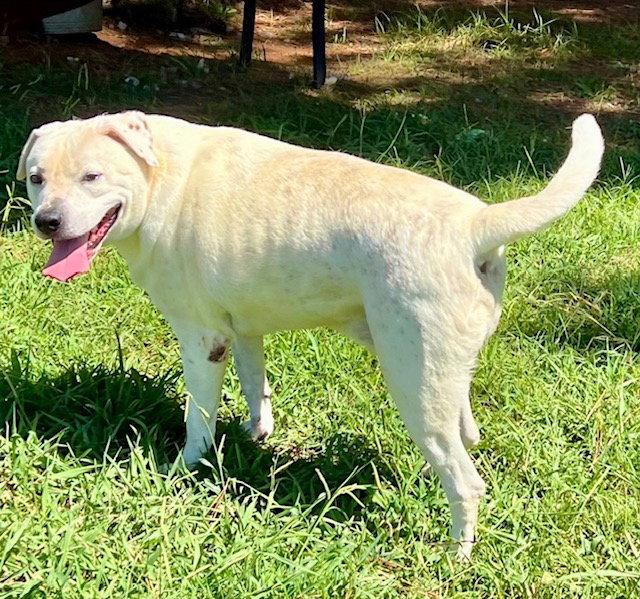 Enlarge Milo, a Adoptable mixed breed in Carrollton, GA image 3/3
