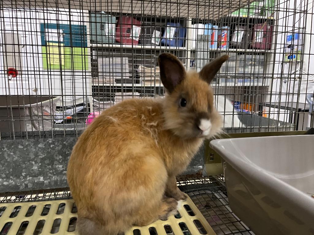 Enlarge Shift / Turbo, a Adoptable Dutch in Pflugerville, TX image 6/6