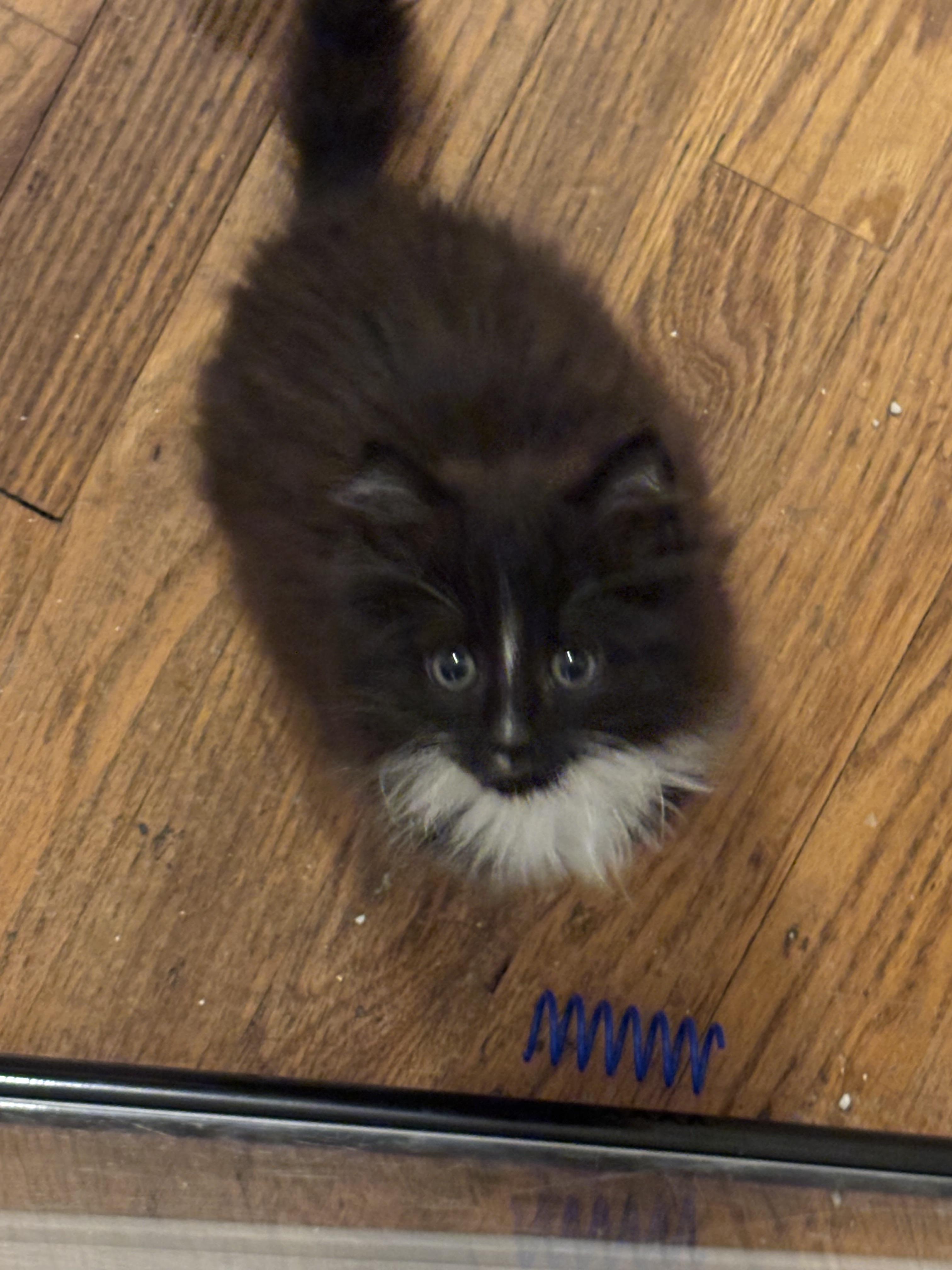 Sable, Adopted, Young Female Domestic Medium Hair.