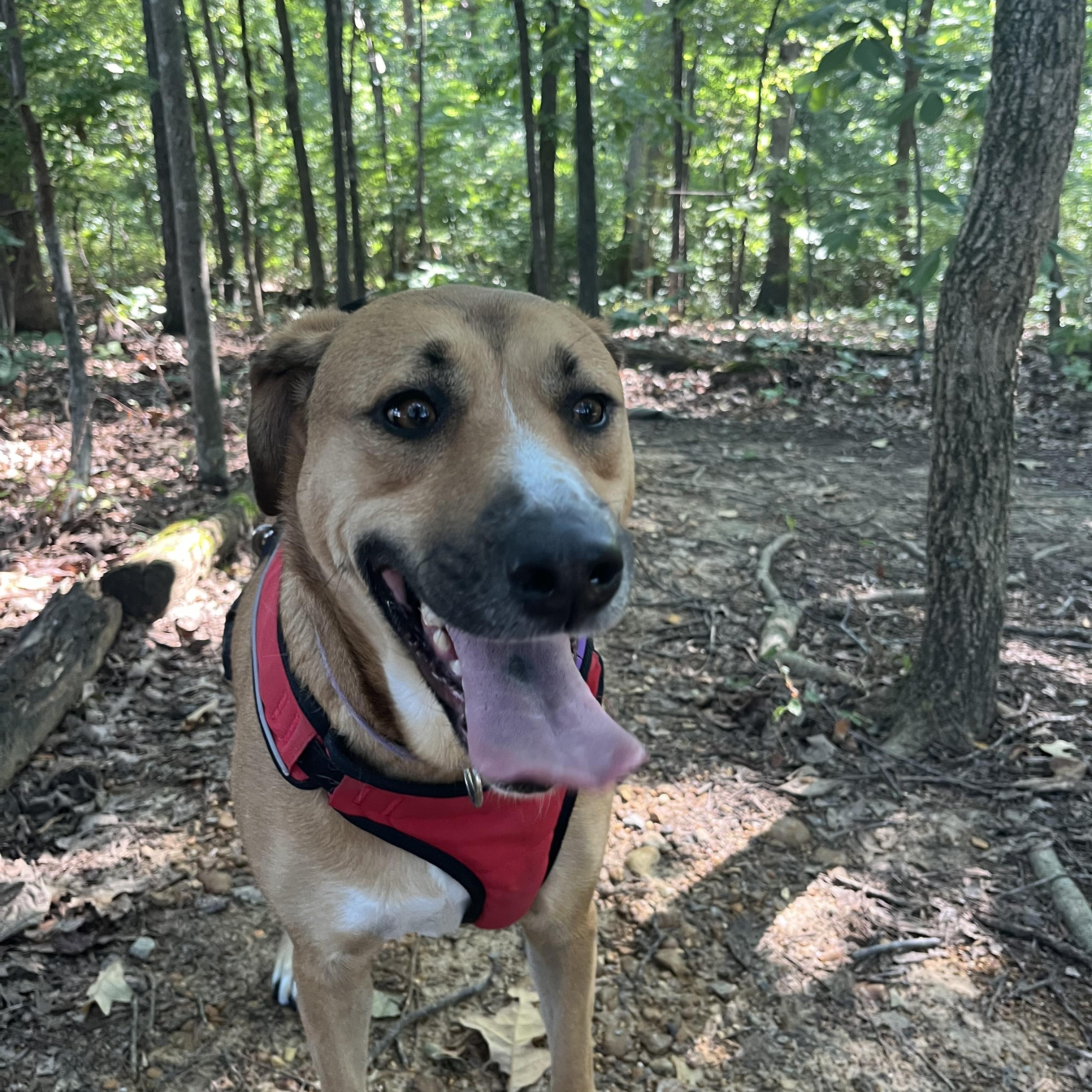 Annie, Adoptable, Adult Female Shepherd & Labrador Retriever.