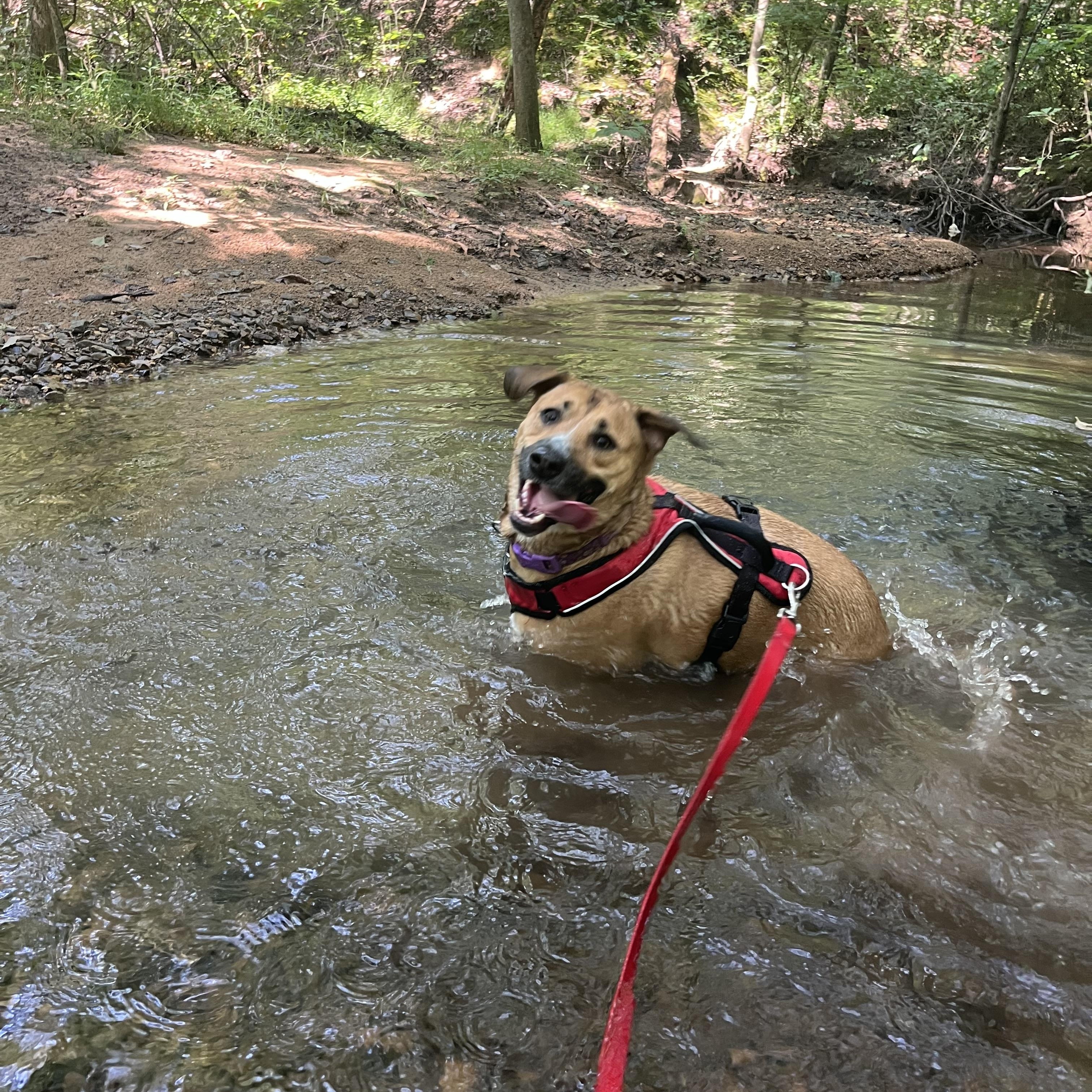 Enlarge Annie, a Adoptable mixed breed in Murray, KY image 2/6
