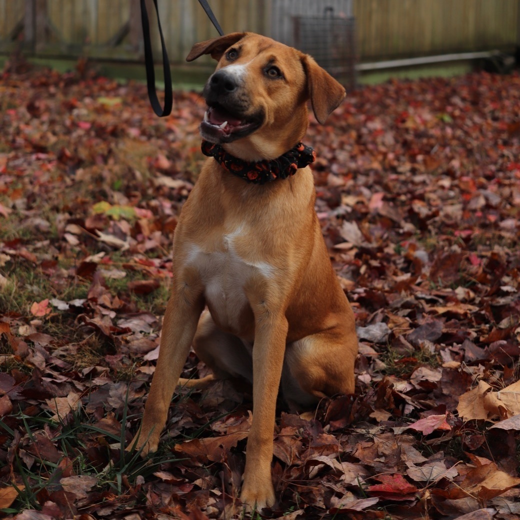 Enlarge Annie, a Adoptable mixed breed in Murray, KY image 6/6