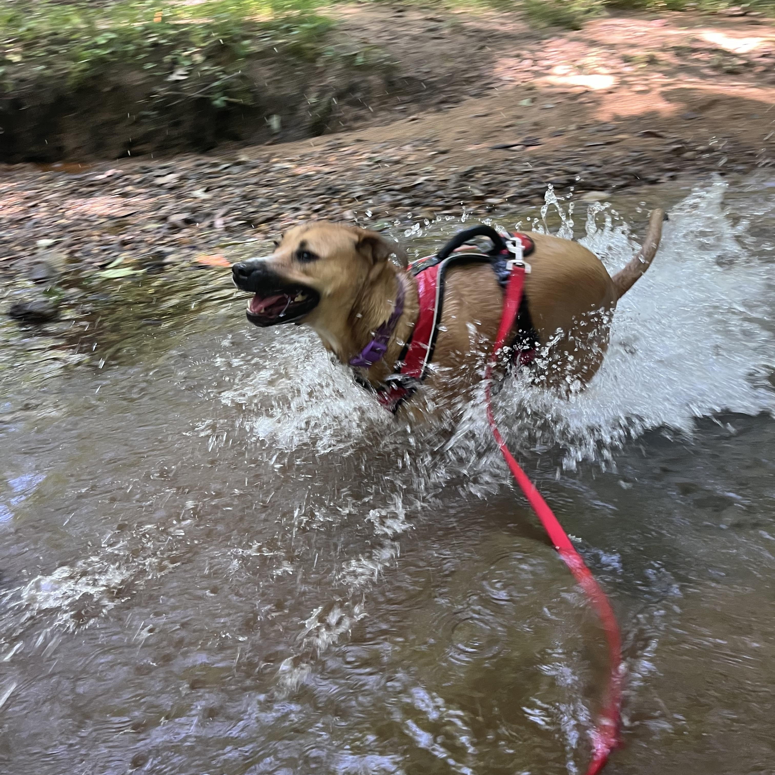 Enlarge Annie, a Adoptable mixed breed in Murray, KY image 4/6