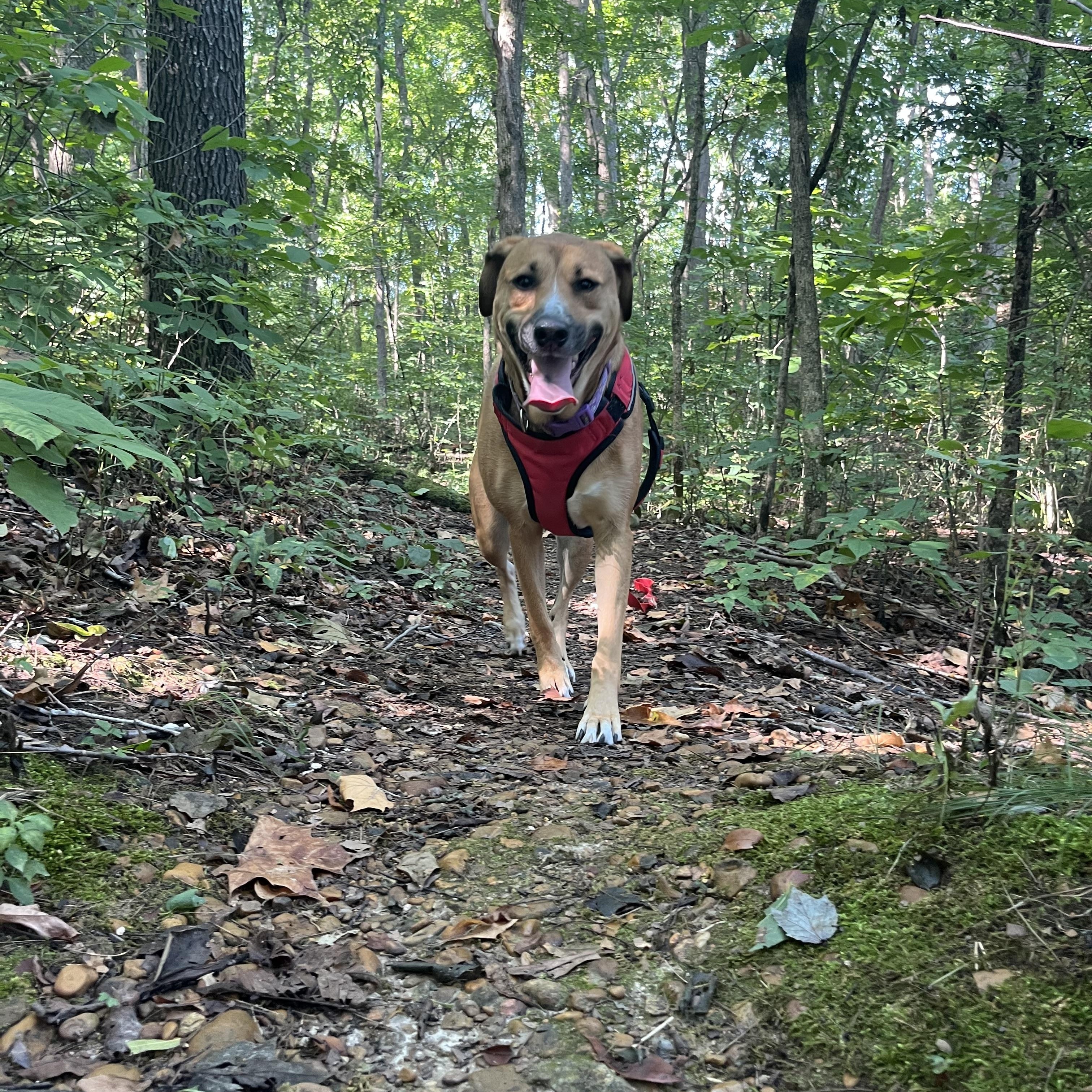 Annie, an adoptable Shepherd, Labrador Retriever in Murray, KY, 42071 | Photo Image 3