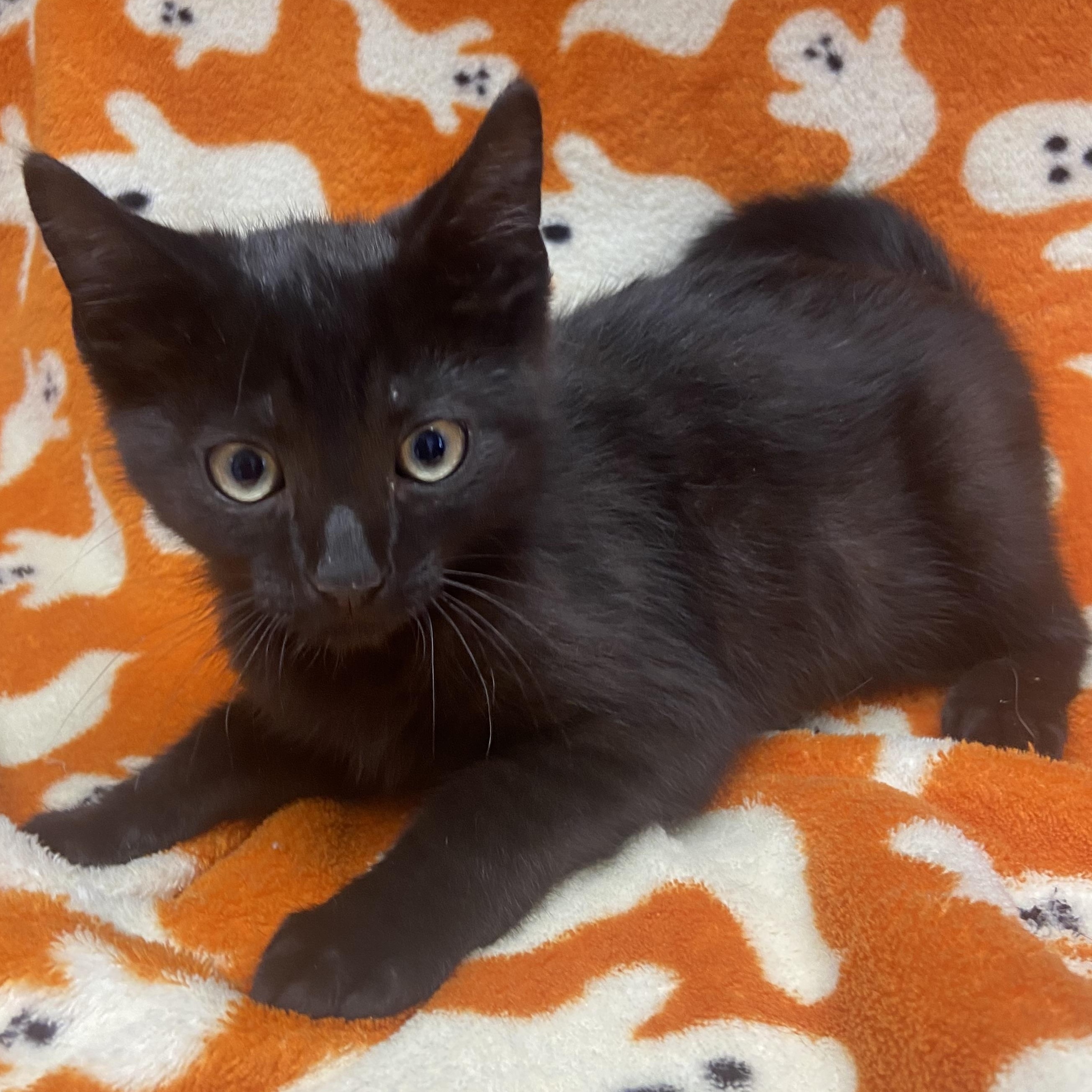 Hocus, ADOPTABLE, Kitten Male Domestic Short Hair.