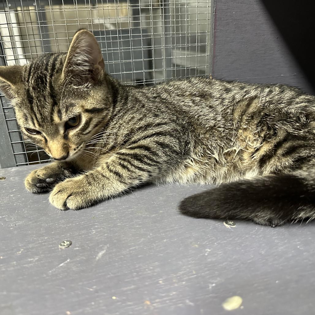 Pippin, Adoptable, Young Male Domestic Short Hair.