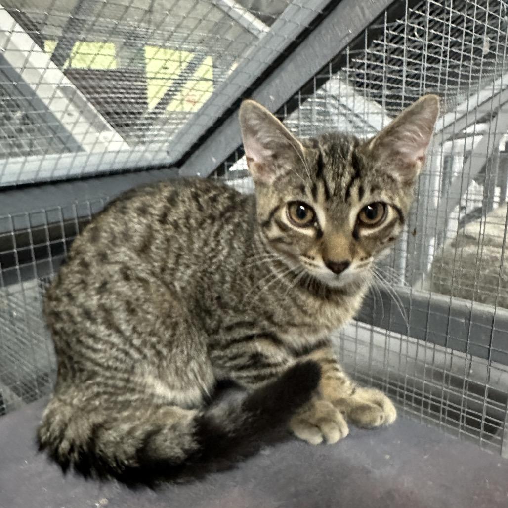 Enlarge Pippin, a Adoptable Domestic Short Hair in Nokesville, VA image 2/4