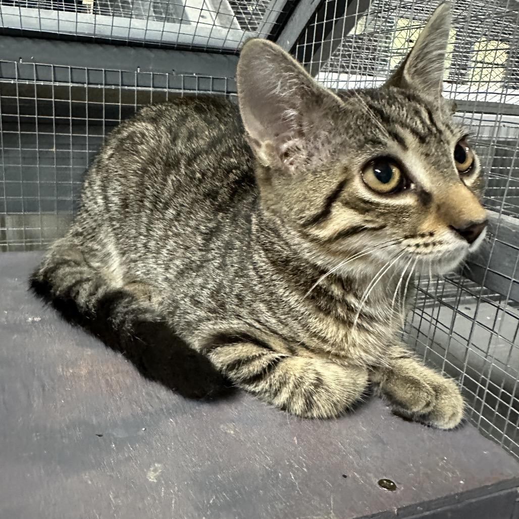 Enlarge Pippin, a Adoptable Domestic Short Hair in Nokesville, VA image 3/4