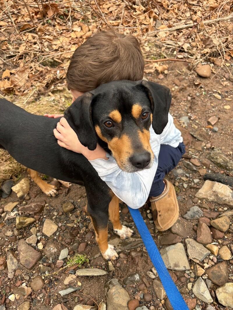 Enlarge Shorty, a Adoptable mixed breed in Berkeley Heights, NJ image 1/6