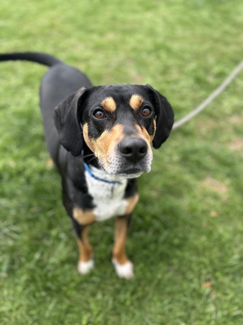 Enlarge Shorty, a Adoptable mixed breed in Berkeley Heights, NJ image 1/6