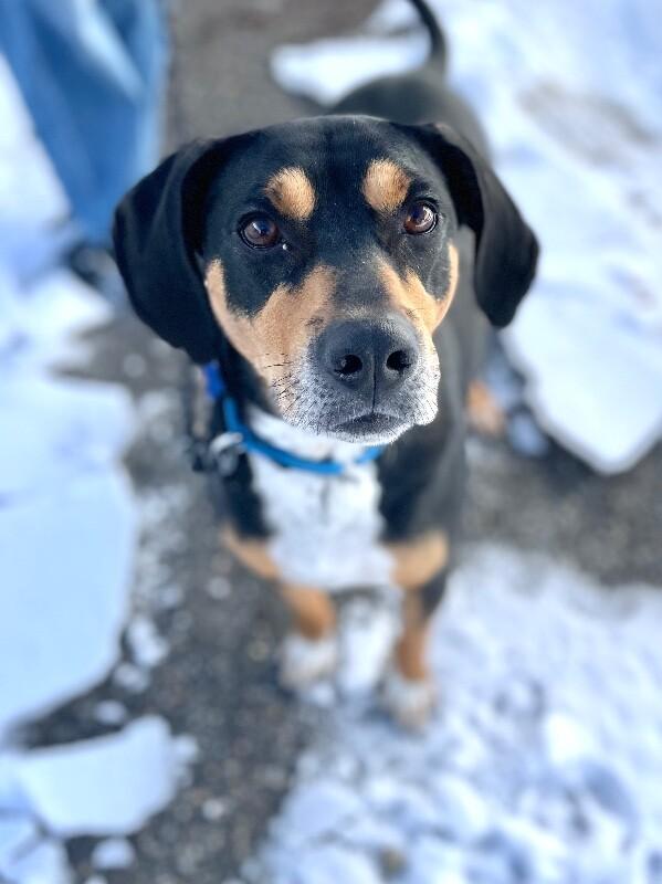 Enlarge Shorty, a Adoptable mixed breed in Berkeley Heights, NJ image 2/6