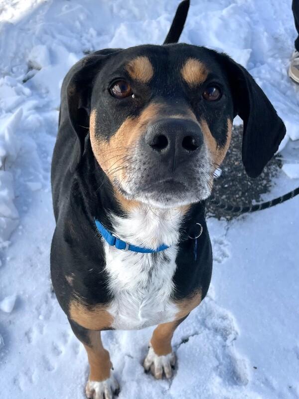 Enlarge Shorty, a Adoptable mixed breed in Berkeley Heights, NJ image 3/6