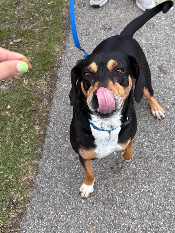 Enlarge Shorty, a Adoptable mixed breed in Berkeley Heights, NJ image 4/6