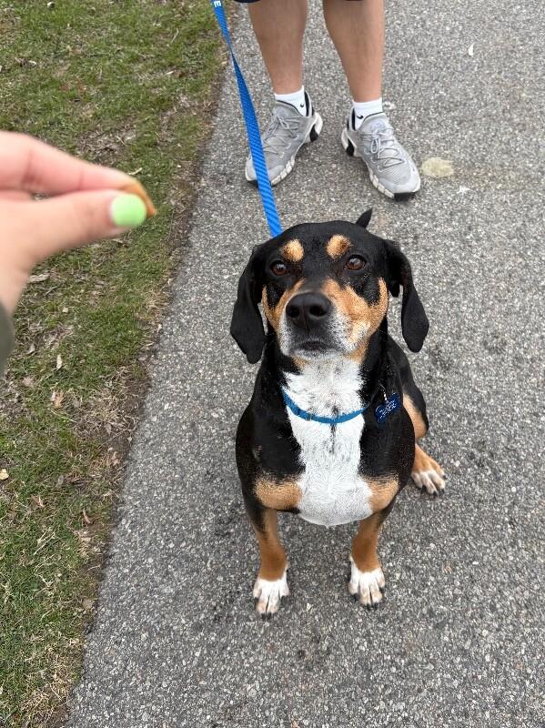 Enlarge Shorty, a Adoptable mixed breed in Berkeley Heights, NJ image 5/6