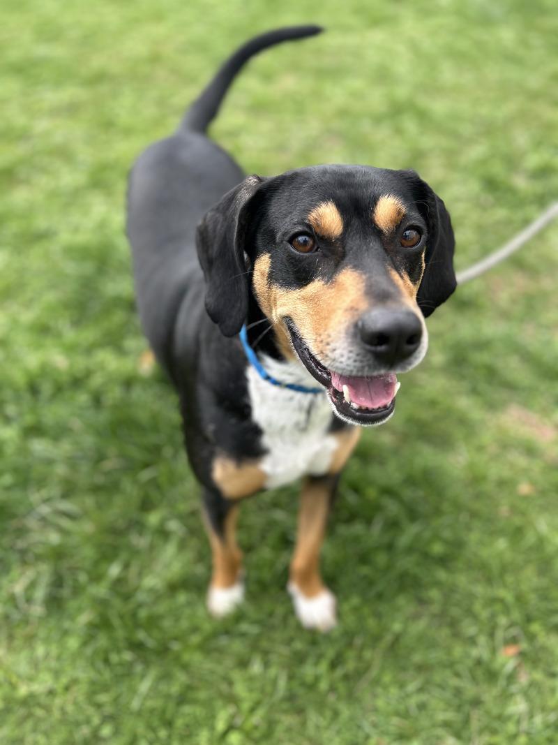 Enlarge Shorty, a Adoptable mixed breed in Berkeley Heights, NJ image 3/6