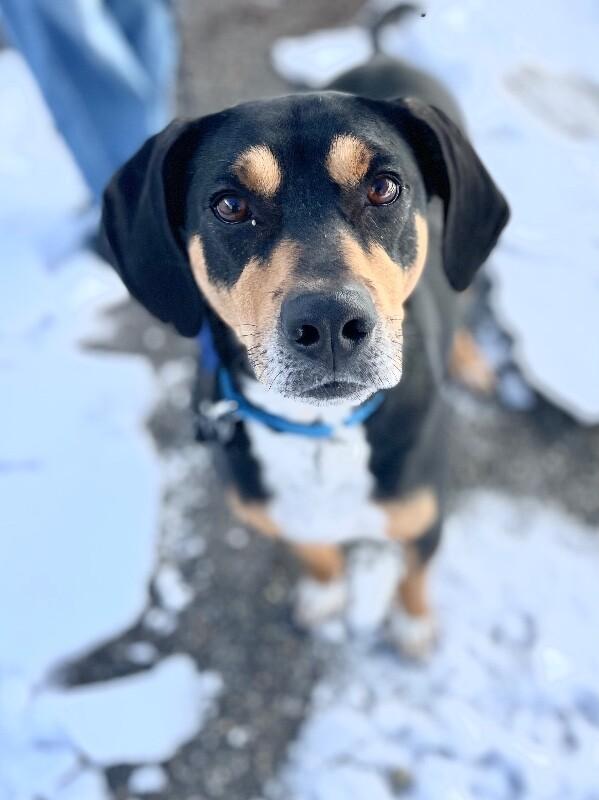 Enlarge Shorty, a Adoptable mixed breed in Berkeley Heights, NJ image 6/6