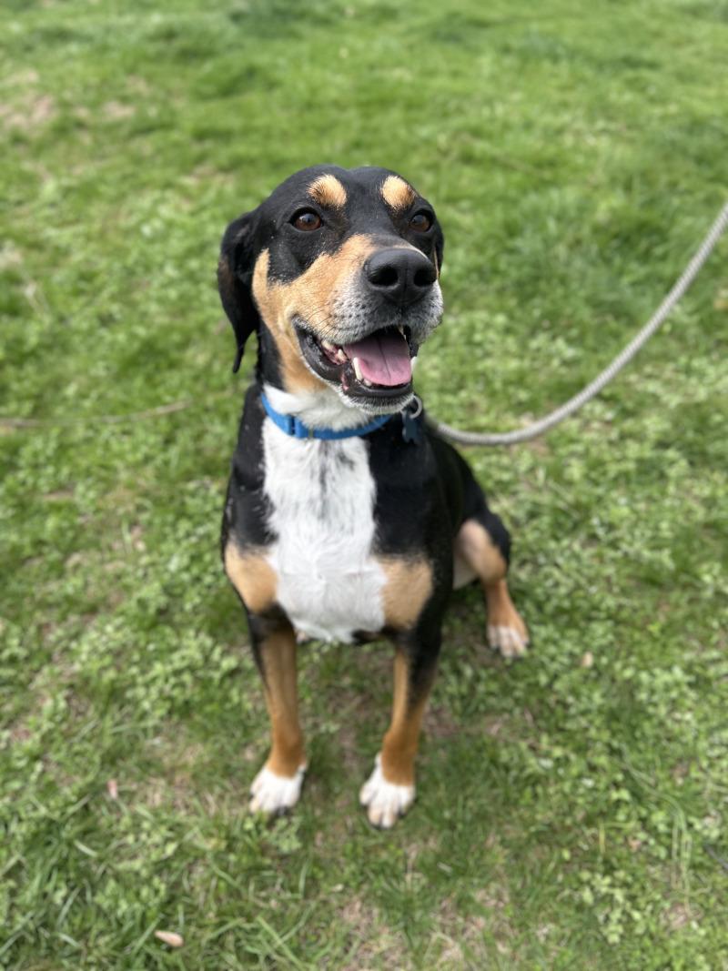 Enlarge Shorty, a Adoptable mixed breed in Berkeley Heights, NJ image 5/6