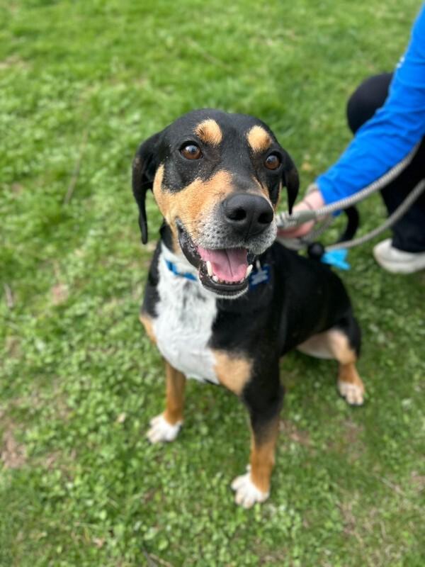 Enlarge Shorty, a Adoptable mixed breed in Berkeley Heights, NJ image 6/6