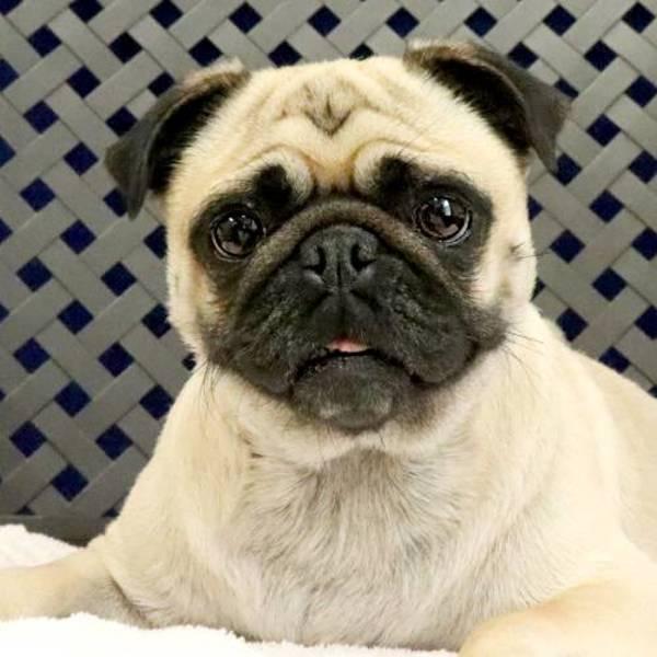 Peaches, Adoptable, Adult Female Pug.