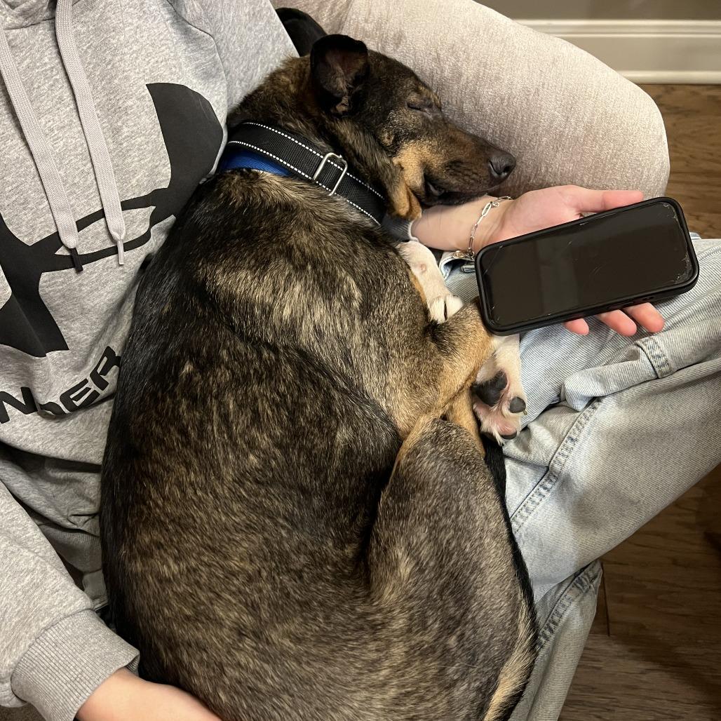 Challah, Adoptable, Adult Male Terrier.